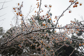 长沙岳麓山雪景