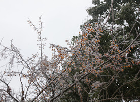 长沙岳麓山雪景
