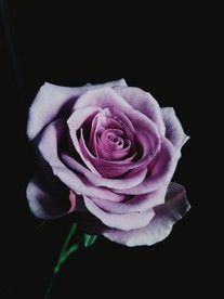 玫瑰花