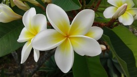 鸡蛋花