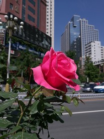 玫瑰花