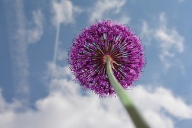 紫色葱花