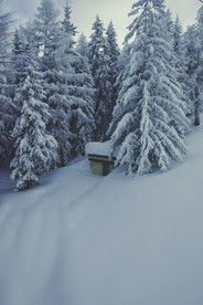 雪中的松树林