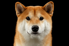 柴犬