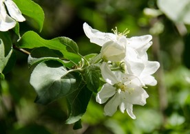 苹果花