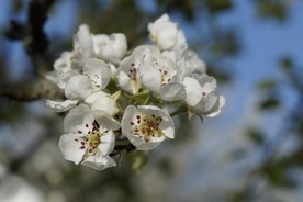苹果花