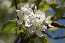 苹果花