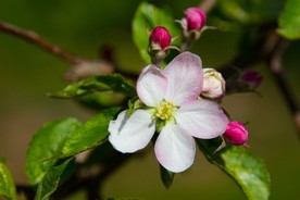 苹果花
