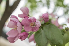 苹果花