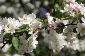 苹果花