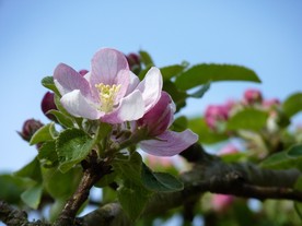 苹果花