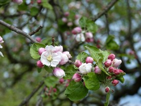 苹果花