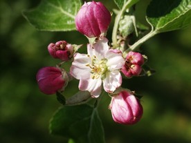 苹果花