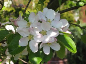 苹果花