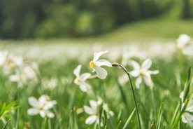 雏菊