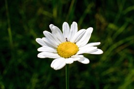 雏菊