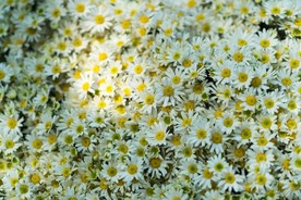 雏菊