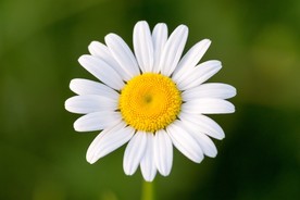雏菊