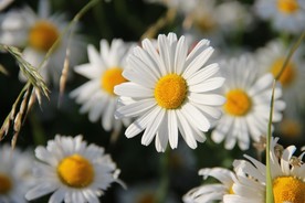 雏菊