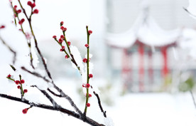 雪中一枝花——寒梅
