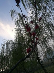 绿树红花