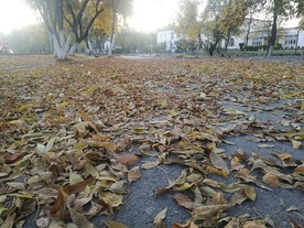 落叶