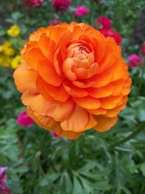 毛茛花