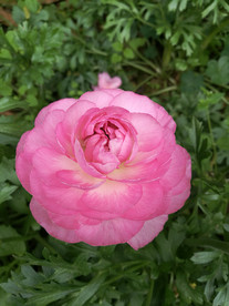 毛茛花