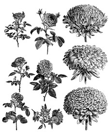 手绘素描玫瑰蔷薇图案