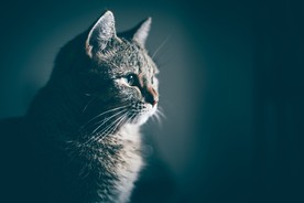 萌萌的猫咪