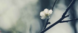 洁白的花朵