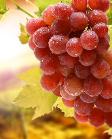 葡萄