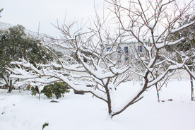 雪中桃树