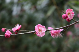 梅花