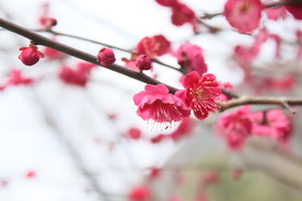 红梅
