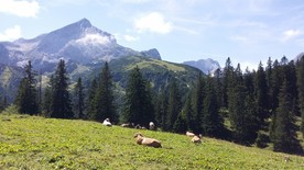 高山草甸