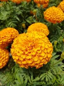 万寿菊
