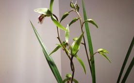 兰草