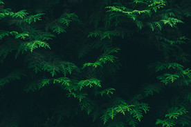 绿色树叶植物背景