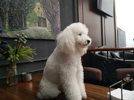 泰迪