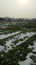 蔬菜地