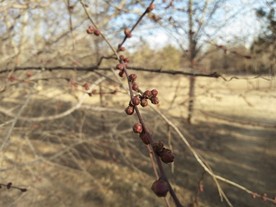 早春