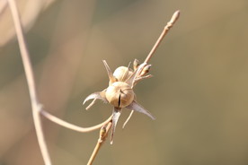 牵牛花种子