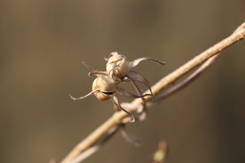牵牛花种子