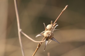 牵牛花种子