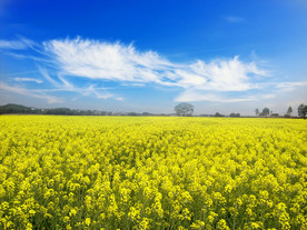 春季萌动  满园油菜花