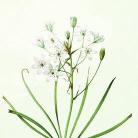 欧美 手绘花草插画