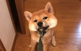 柴犬