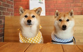 柴犬