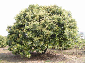 荔枝树